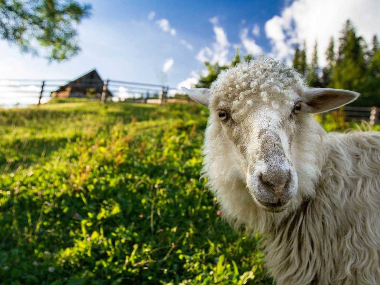 Z čeho se získává merino vlna?